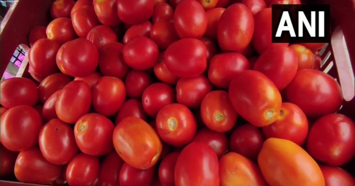 Tomato prices to go down following new crop arrival from Maharashtra, MP: Govt